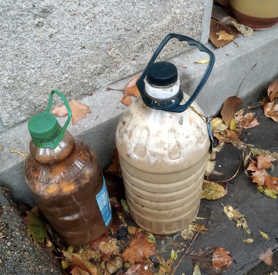 进入8月,养花浇点“开花水”,2周冒花苞,花色艳、花朵密
