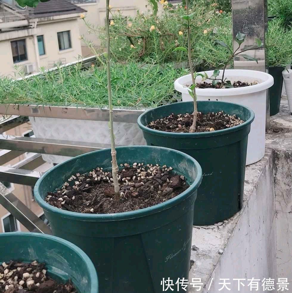 冬天给盆栽浇水,要注意三个方面,花儿更茁壮旺盛美丽