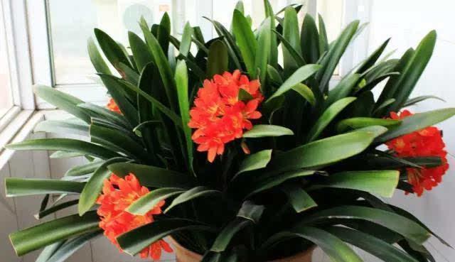 骨粉|家里2种“废料”磨成粉,就是养花宝贝,倒在花盆里,养啥旺啥