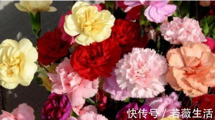 4种花好养又漂亮,花香四溢飘满屋,阳台变成小花园