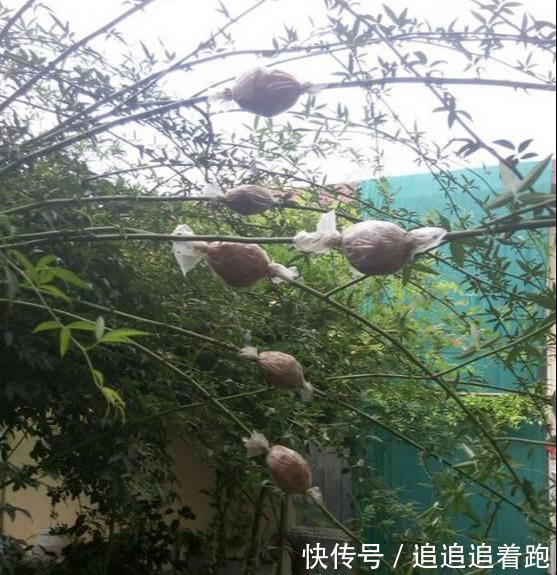 还在养吊兰3种花剪根枝,插土里就能活,半年成花墙,太惊艳了