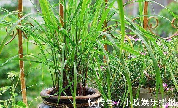 农田|印度人视为“神草”,引入我国成杂草泛滥农田,殊不知价值珍贵