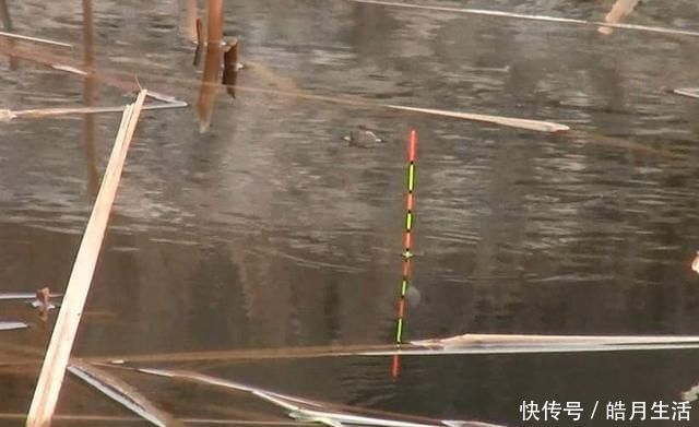 钓饵|钓半水浮漂只需这样调,钓底、钓浮无需再次调漂