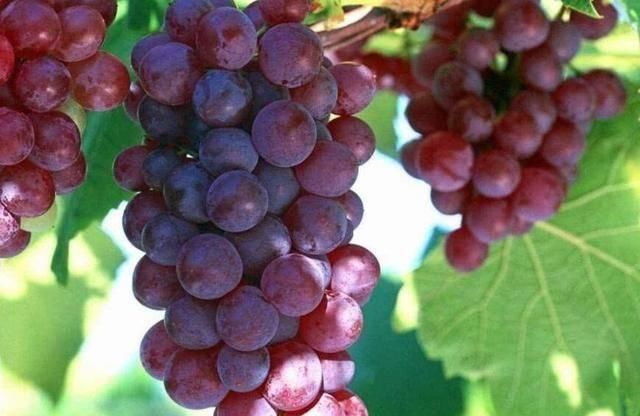 苹果|怀孕期间,这4样水果再贵也要吃,宝宝出生后就知道钱花的值不值