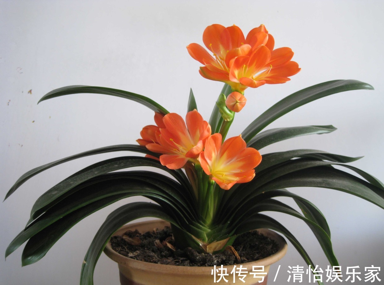 烂根|君子兰夏天容易烂根赶紧砍一刀,栽土里还能重新长!