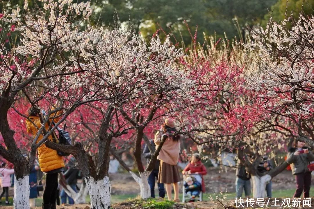 樱花、梅花、玉兰……开启多彩春天，赶紧预约打卡