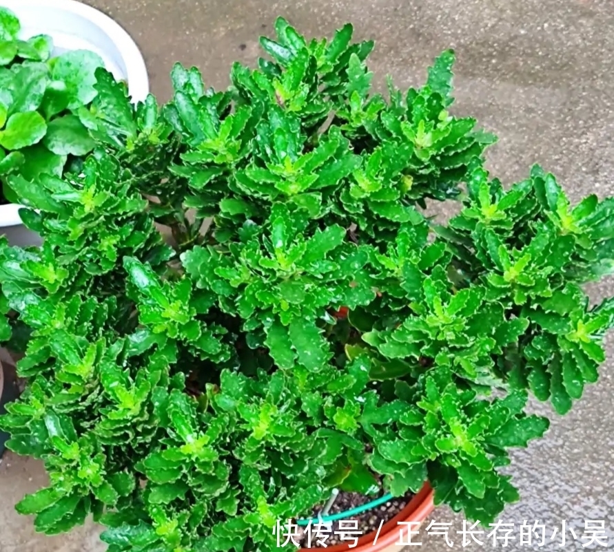 长寿花有“4喜”和“3怕”，冬天养护尤其要注意