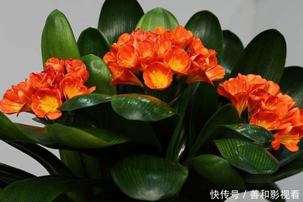 此花被称为“富贵之花”,象征美好,能给家庭带来富贵之气!