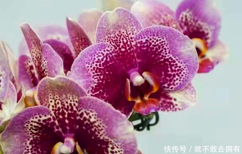 最不嫌贫爱富的花之一,尽量别用大盆养,简陋小盆更有利于开花