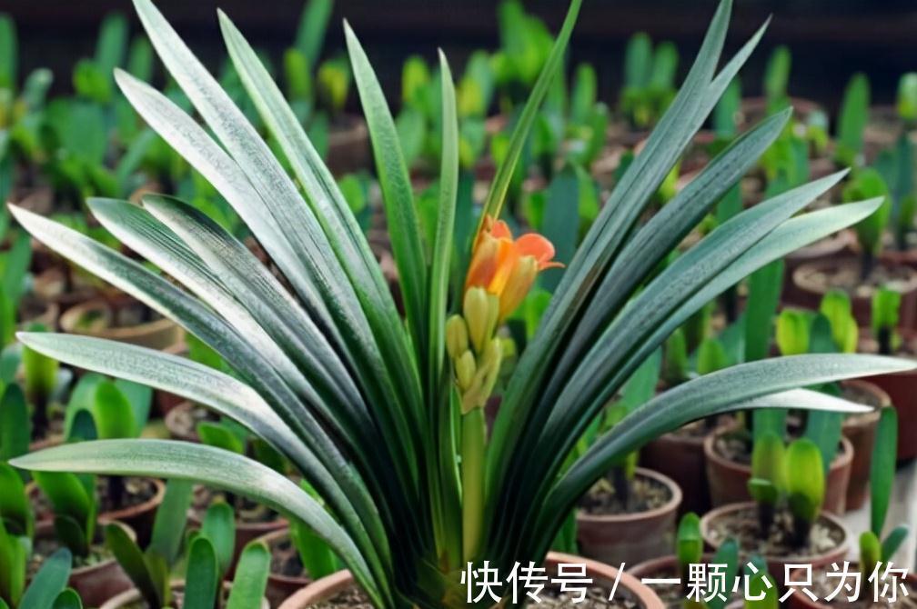 4个“因素”影响君子兰开花,如果操作不当,就会出现“夹箭”