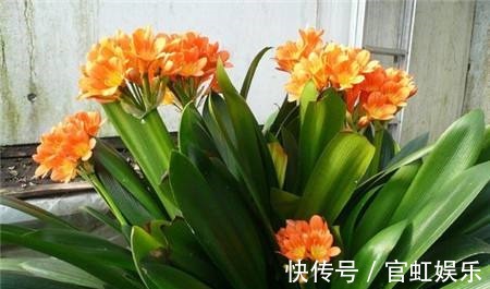 君子兰“健壮”的秘诀,跟着高手学,根系嗖嗖冒,花朵长爆盆