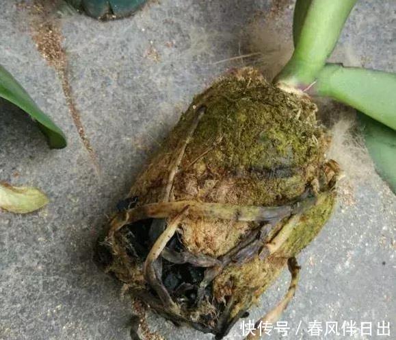 休眠|5种漂亮花，夏天“便宜”也别买，高温养不活，白花钱了