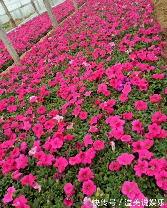 养花|喜欢养菊花,不如养“长春花”,全草入药可止痛,花期12个月