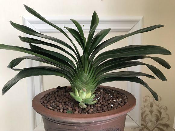 要想君子开花旺,不夹箭,光靠浇水施肥是不够的,小技巧要用上