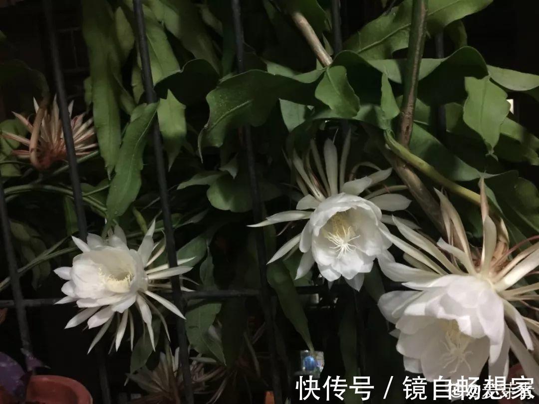 这花真稀罕,刚开花就被掐光了,花钱未必买得到!