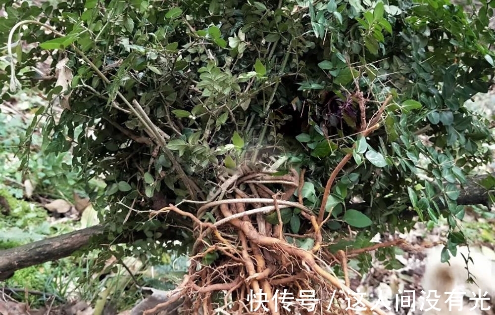 俗称“绣花针”,很多人的童年阴影,殊不知根部珍贵,尽量少挖