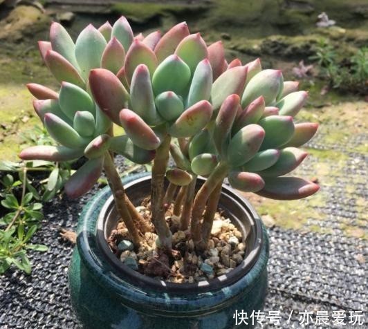 美人|4种多肉是“美人”，虽然是普货，但是好养活，老桩出状态更美！