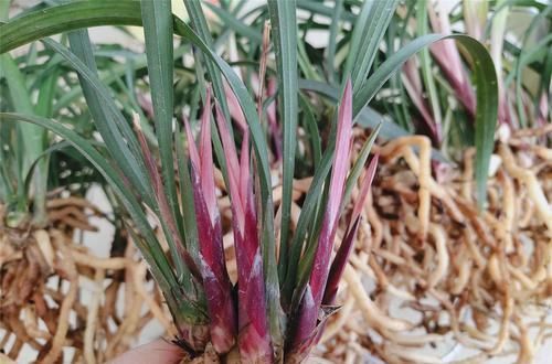  新手|建兰经典色花铭品“市长红”，花色鲜艳，香味持久，新手养兰必备