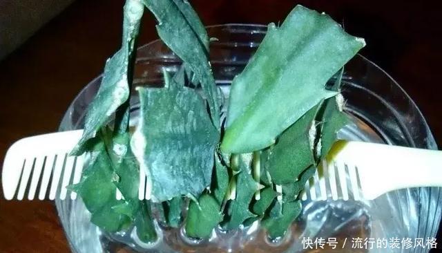 浇水|蟹爪兰喝点它,秋天连开100朵,叶子肥得直滴油