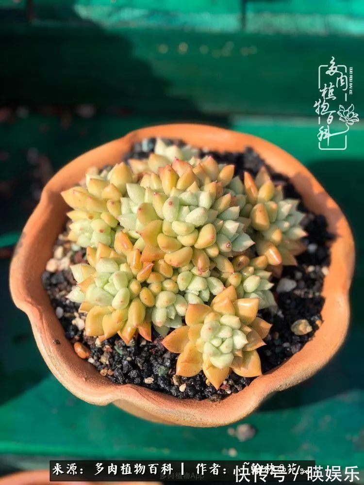 多肉花园梦青春正好,梦想趁早,别坐等自己变老!