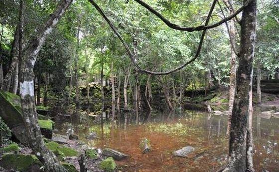 风水学中有一种树,老百姓家从来不种,种到墓前可防盗墓贼