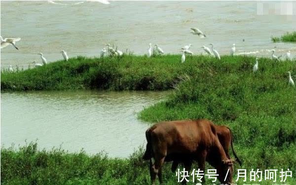 属牛|属牛的人出生以下4个时辰,命好到老天爷都嫉妒,看看你家有吗?