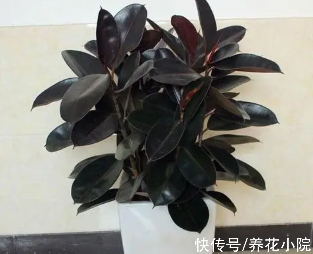 橡皮树不长新叶，4个方面没有做好，改正后长得枝叶繁茂