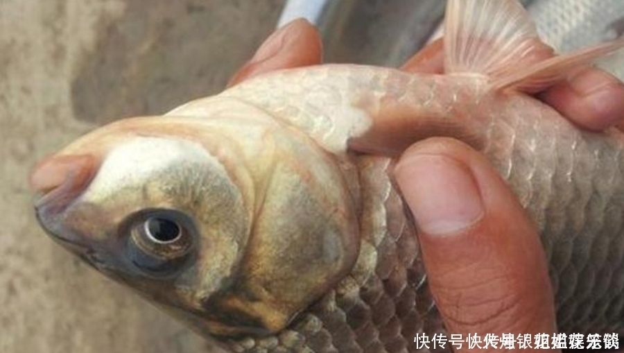 实用|钓了三十年鱼,如今才公布:这诱鱼“八字诀”简单又实用,莫忽视