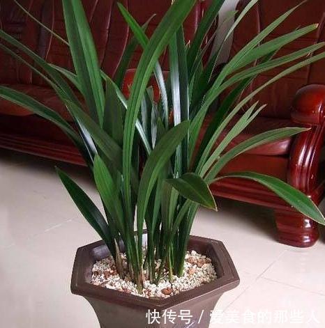 浇水|兰花不开花,抓住2个关键点,喂上2种水,根壮芽多,花量翻倍