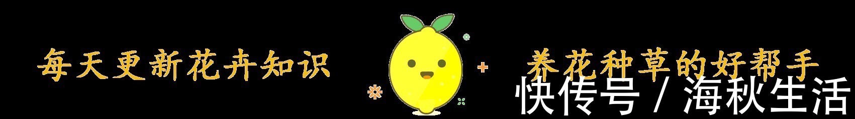 小花|早知道多肉“叶插”是这样,我也不至于都养死,花了太多冤枉钱