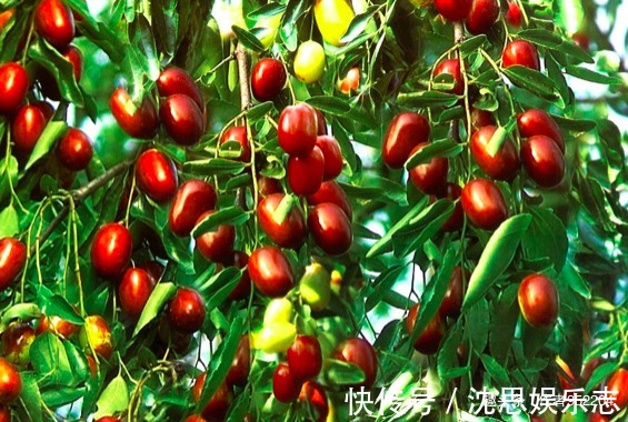 补品|红枣和它同食就是要人命,有的人却不知道,还以为是补品