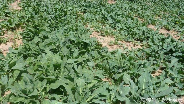 农民朋友|农村一种野草，10年前被炒到上百元一斤，如今1元一斤成笑柄