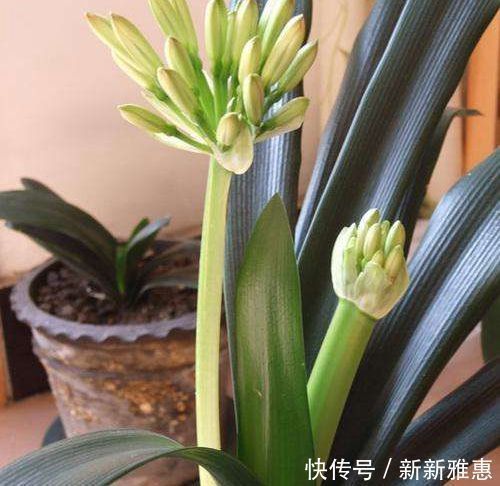 君子兰不开花拿它一浇,花箭嗖嗖蹿,一盆就开几十朵