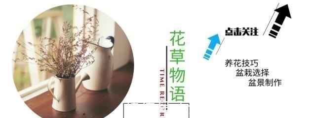 小虫子|一种野果切开满是“虫子”，以前当宝、现在当害草，不料价比珍珠！