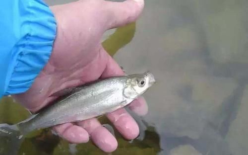 刁子鱼|它是水库有害鱼类，俗称“刁子鱼”，过去除之不尽，如今成高档货