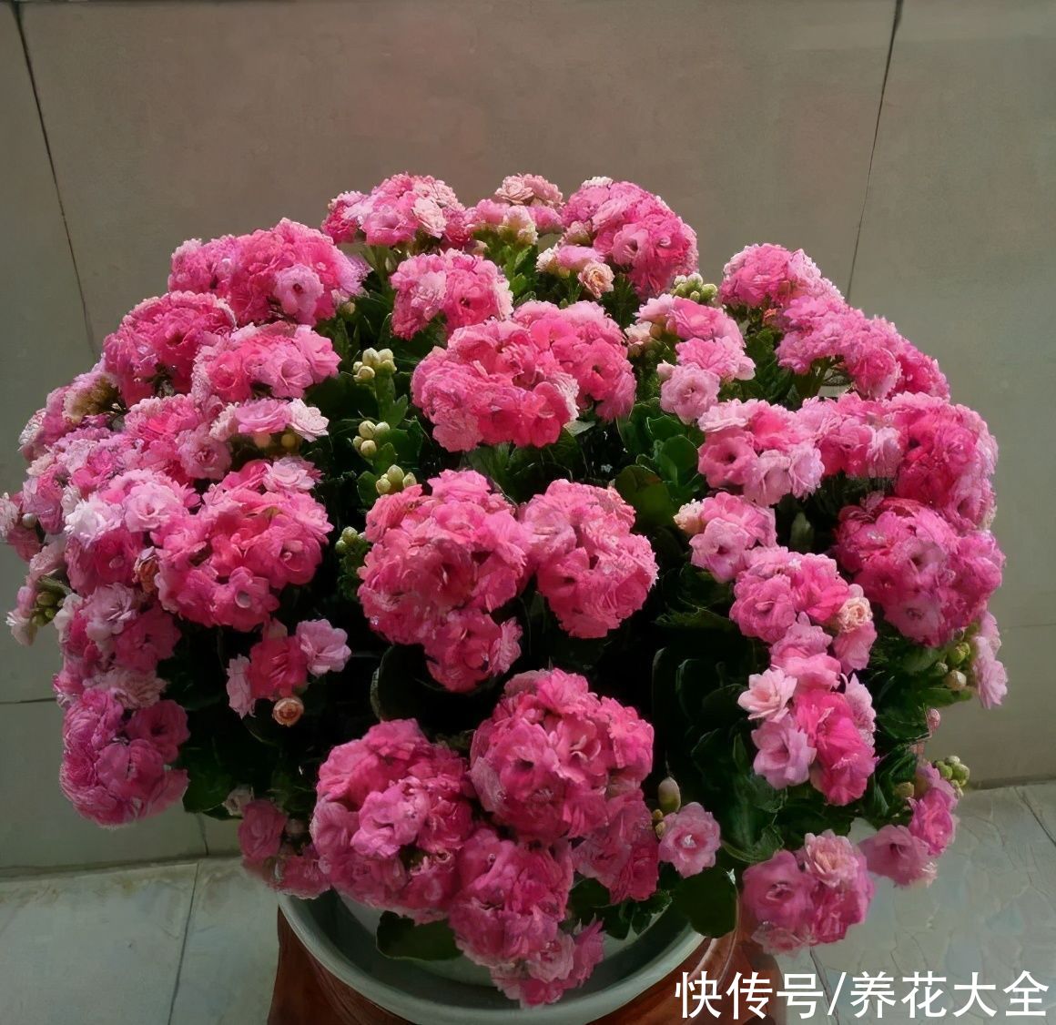 上万块的蟹爪兰，开花像烟花，养过的人不多