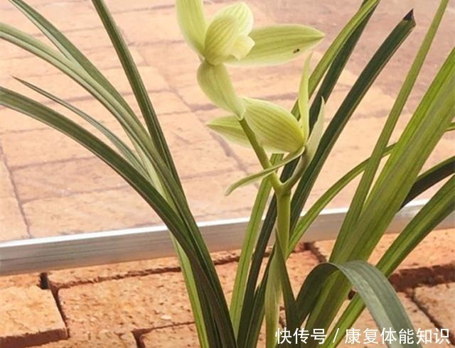 主肥|给兰花浇水,学会观“局势”,才能避免出错,不然容易死翘翘!