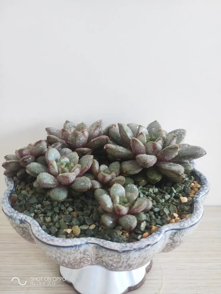 状态一般的多肉们，在我这儿已经是最美的存在了！