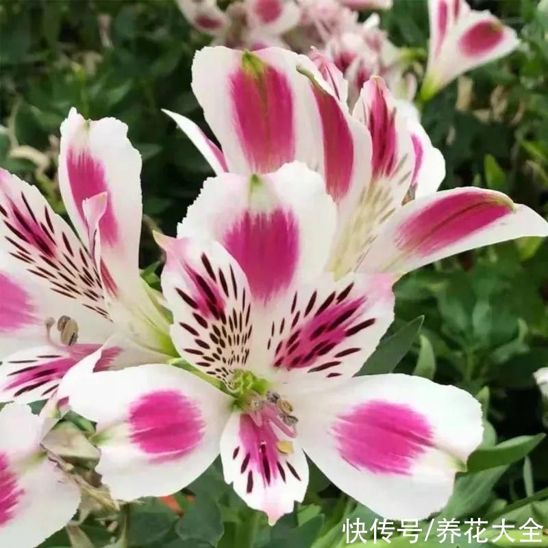 六出花|六出花耐旱好养，猛地一看像百合，花纹别致多彩