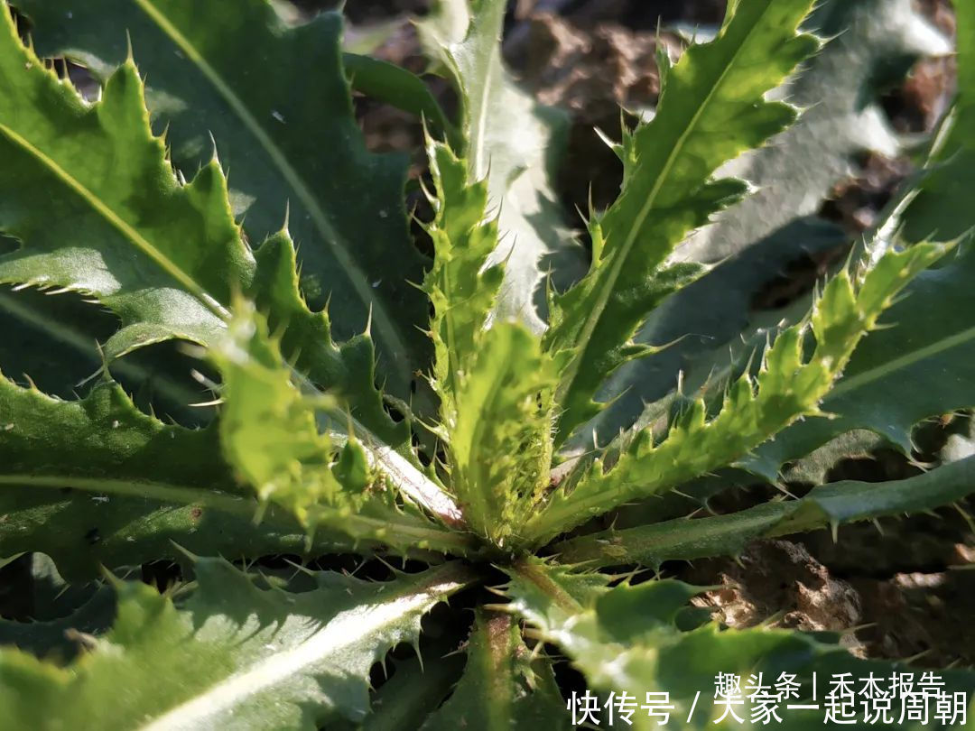 野菜|农村一种满身是刺的野草，见到请别错过，如今15元一斤成高钙菜