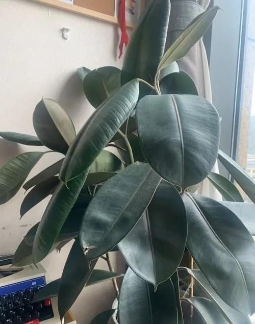 养花|居家养花,最适合客厅养的“6种绿植”,摆在客厅更上档次