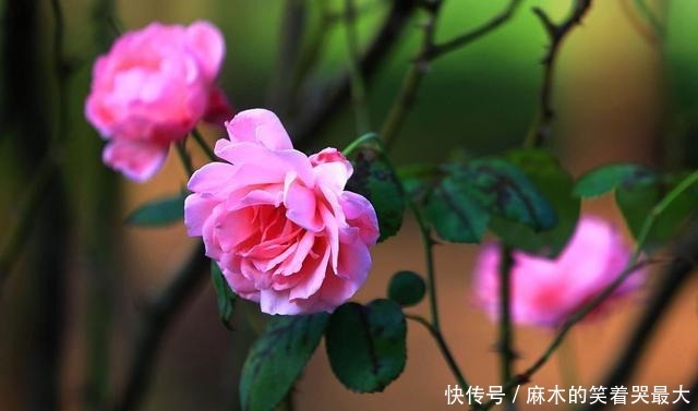 适合冬天养的8种耐阴花,没有直射光,也能有花赏!