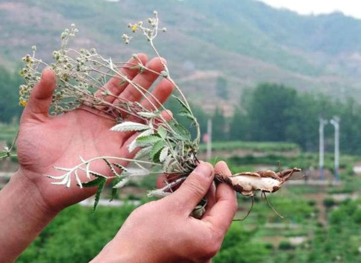 植物|藏在泥里的“小鸡腿”，生食效用堪比人参，现在价值珍贵还难找