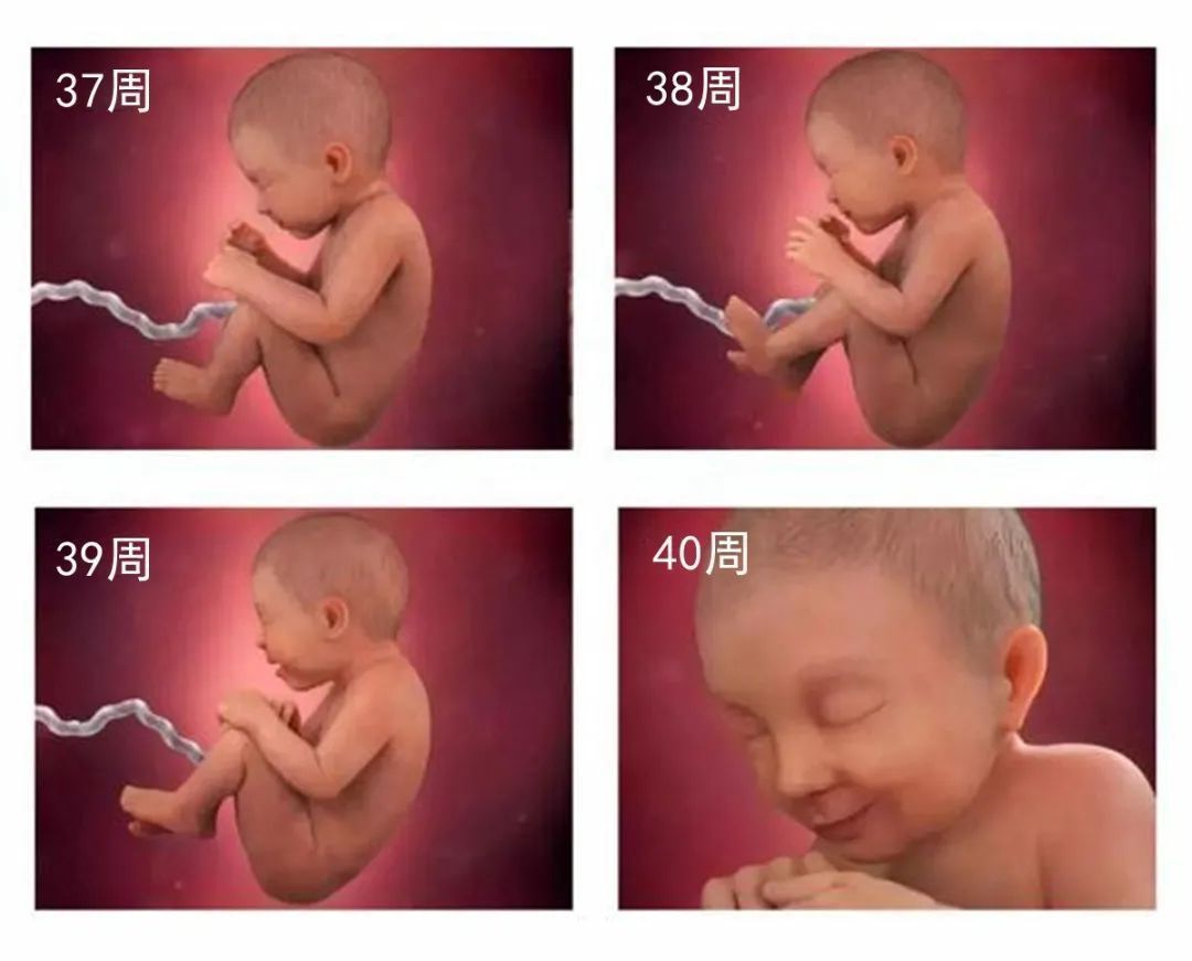 涨知识|怀孕最后一个月胎儿还会长多少和你想的不一样,了解一下涨知识