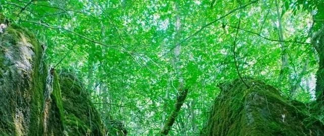 郁郁葱葱|陕西秦岭巴山腹地一纯绿景区，万亩石林堪比九寨，只是游客很少知