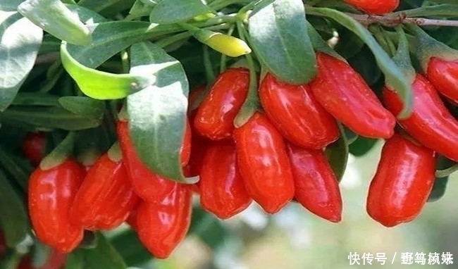 肾乃|李时珍枸杞与它是“绝配”，坚持用3物泡水喝，归还阳气