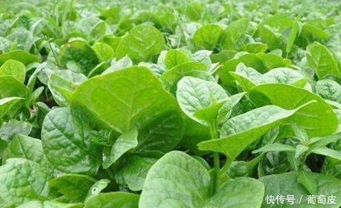 补肾壮骨|农村这些野菜功效高，健胃通络，还减肥补钙，城里人抢着吃。
