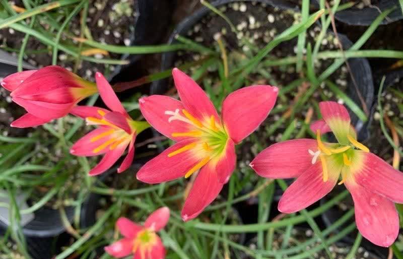 风雨兰风雨兰|集美貌与好养于一身的“3种花”,不怕高温暴晒,三天两头开花