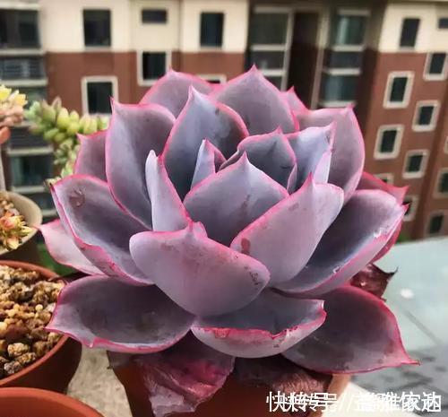 叶片|5款仙气十足的多肉,每一款都值得入,除了晚霞你还养过哪种?