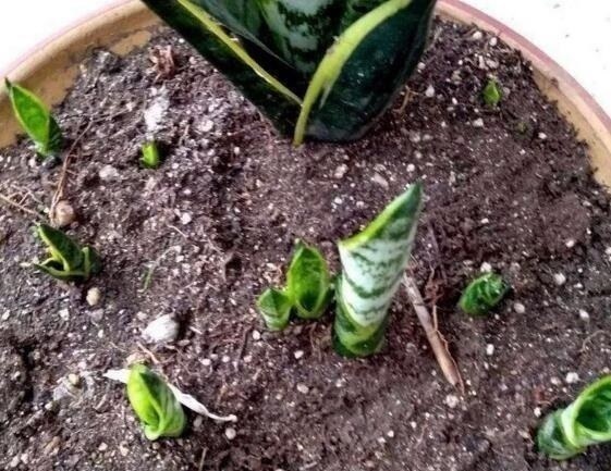 浇灌|虎皮兰喜欢吃“白色”小颗粒，30天喂一次，新芽挤破盆